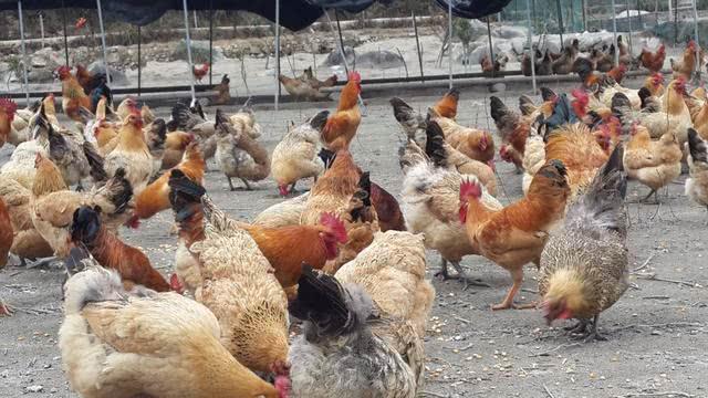 鸡肉鸡蛋价格齐创新高，后期有望再涨价，农民现在养鸡来得及吗？