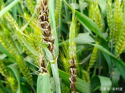 小麦播期土壤处理，做好种子处理和越冬管理，防治病虫草害