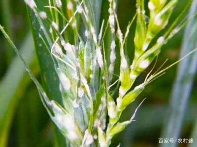 小麦播期土壤处理，做好种子处理和越冬管理，防治病虫草害