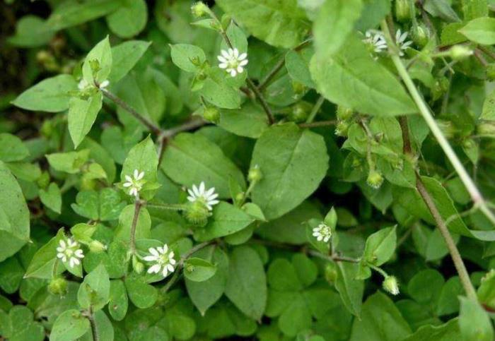 这种野草味道很呛鼻，连鹅都不爱吃，却是民间常用的“鼻炎药材”