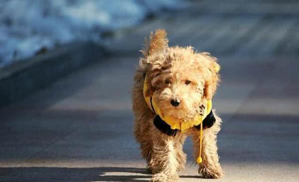 地球上10大最常见的狗狗品种，哈士奇和金毛领衔，你喜欢哪种？