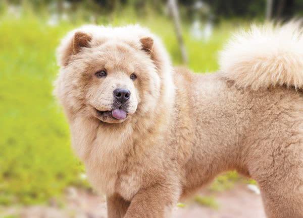 地球上10大最常见的狗狗品种，哈士奇和金毛领衔，你喜欢哪种？
