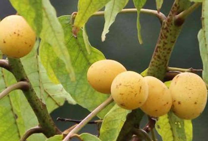 它是芒果的近亲，却常被误认为是北方酸枣，堪称水果界的“卧底”