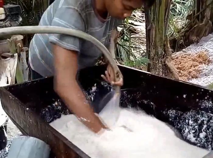 印度神奇的“椰子树”，一棵能产几百斤“米”，在国内被做成甜品