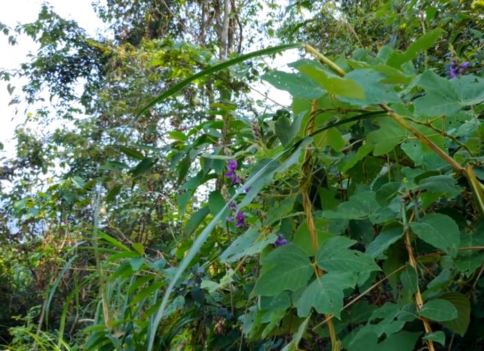 农村一种神奇的花朵，用来泡茶解酒效果好，可惜极少人知道