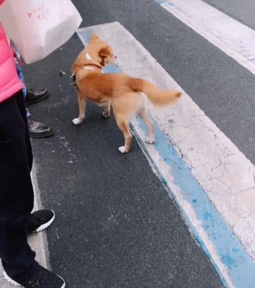 主人遛狗不栓绳，本以为狗会听话跟随，过马路一刻却让她傻眼