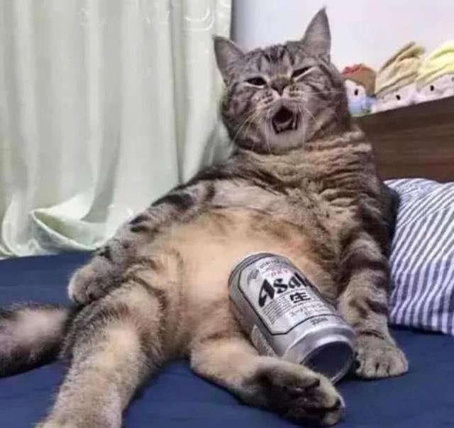 猫咪偷喝主人啤酒，喝醉后直接瘫在了床上,表情笑翻人：再来一瓶