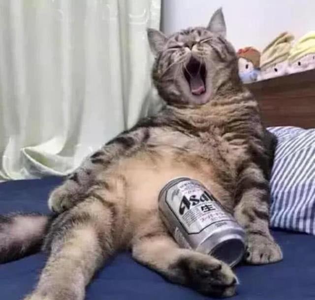 猫咪偷喝主人啤酒，喝醉后直接瘫在了床上,表情笑翻人：再来一瓶