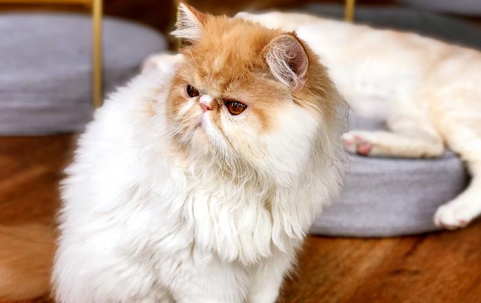 性格与外表不相符的五种猫咪：加菲大智若愚，布偶猫实为抠脚大汉