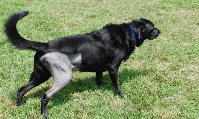 狗狗接受了腿部手术，主人该如何进行护理