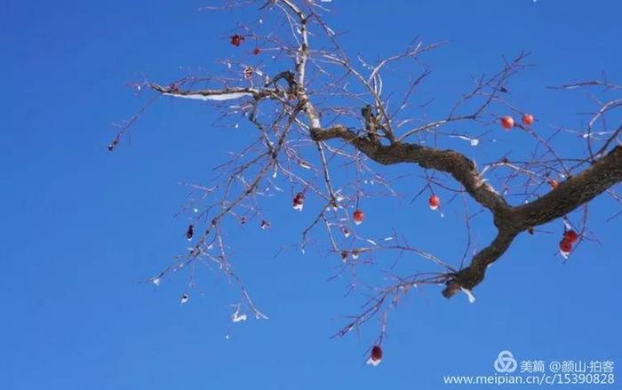 淄博最美赏“雪”季来啦！九龙峪仙气满满，暗香浮动~周末约起？