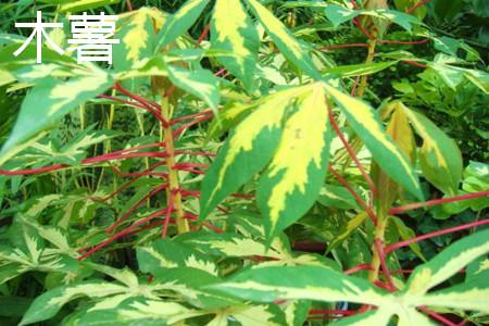 木薯和红薯应该如何区别