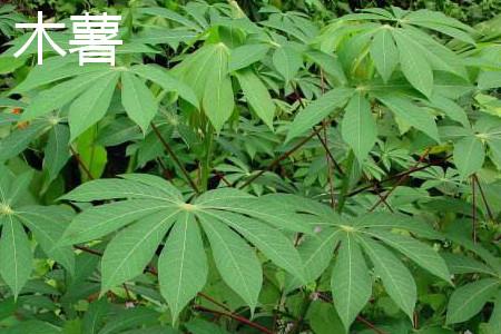 木薯和红薯应该如何区别