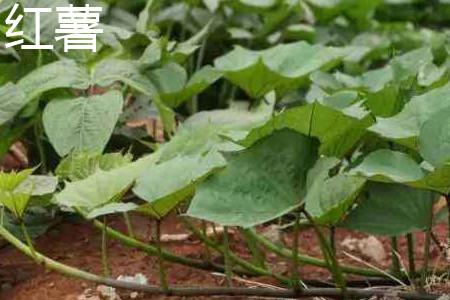 木薯和红薯应该如何区别