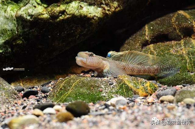 溪流缸特写及虾虎住户