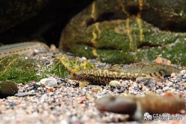 溪流缸特写及虾虎住户