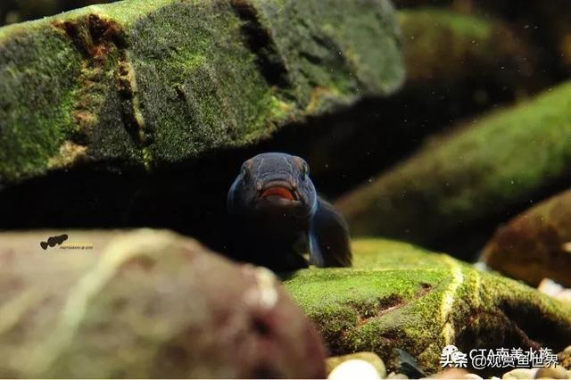 溪流缸特写及虾虎住户