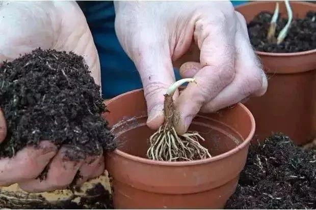 适合养树荫下的耐阴鳞茎小花，花朵如同白色小灯泡的铃兰