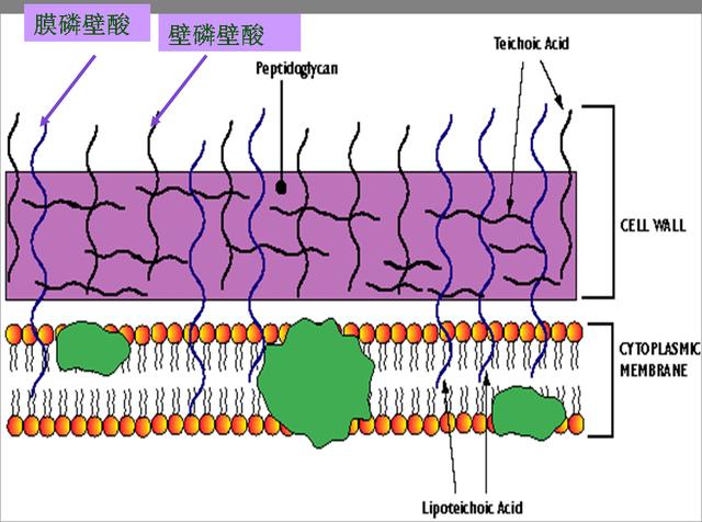 为什么植物细胞都有细胞壁，动物细胞却没有？这背后有什么秘密？