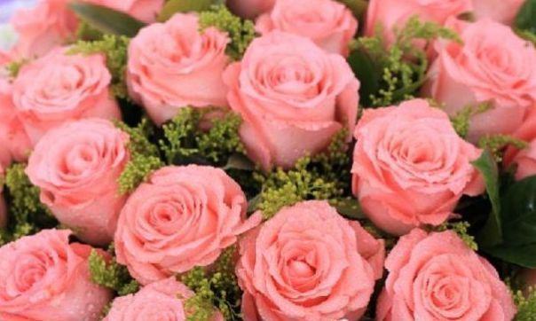 喜欢菊花，不如养“高端玫瑰”戴安娜，粉嫩如公主，寓意唯美爱情
