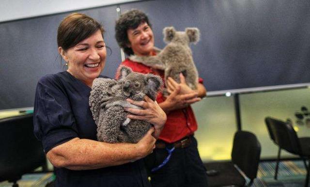 澳洲野生动物看护者将获得财政补贴