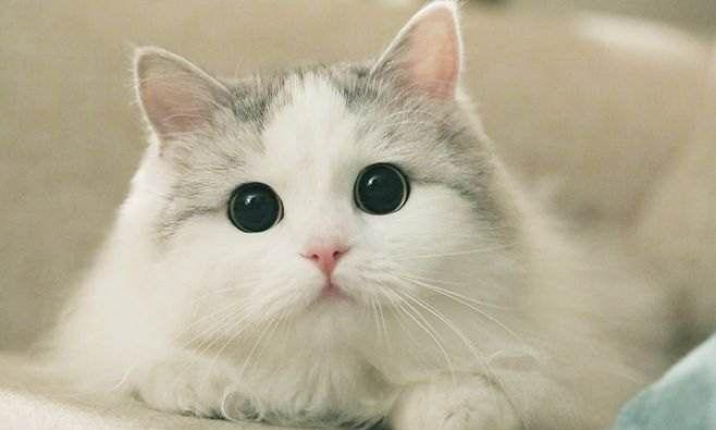 从早晨、中午到夜晚，猫的眼睛为什么都是不一样的
