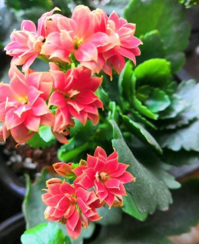 四种花最适合年前养，花开靓丽，喜迎年节，开花植物首选