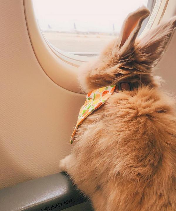 主人带兔子坐飞机，兔兔乖乖趴在座位上，背影把人萌翻