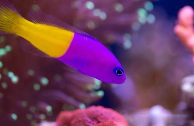 5cm暴躁小海鱼，一身紫衣扎眼，躲进珊瑚更好看
