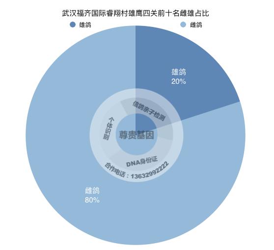 四关综合前10名80%雌鸽！职业联赛雌更胜一筹？