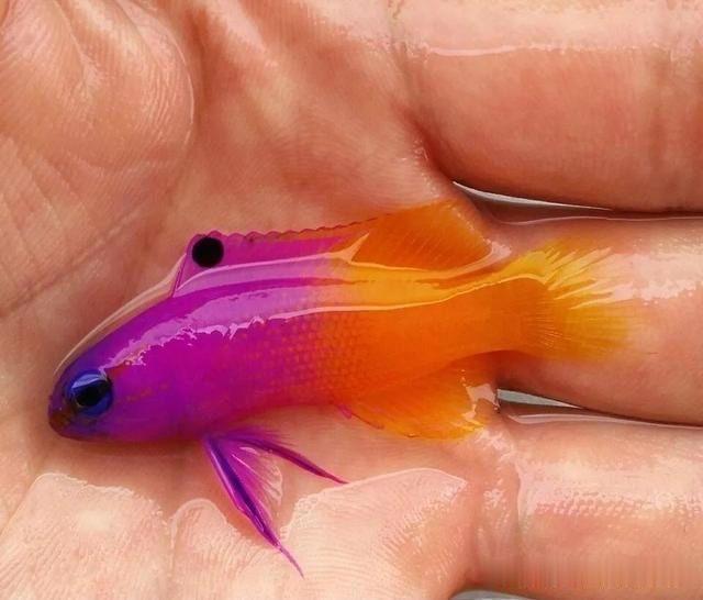 5cm暴躁小海鱼，一身紫衣扎眼，躲进珊瑚更好看