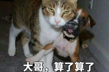 “贱名”好养活？盘点那些让人笑喷的狗狗名字，猪狗真是过分了啊