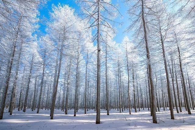 中国冬季最值得去的地方，感受林海雪原的魅力，雪乡，你去过吗？