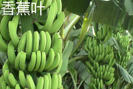 芭蕉叶与香蕉叶有什么区别？