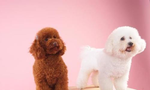比熊犬和贵宾犬的8大区别