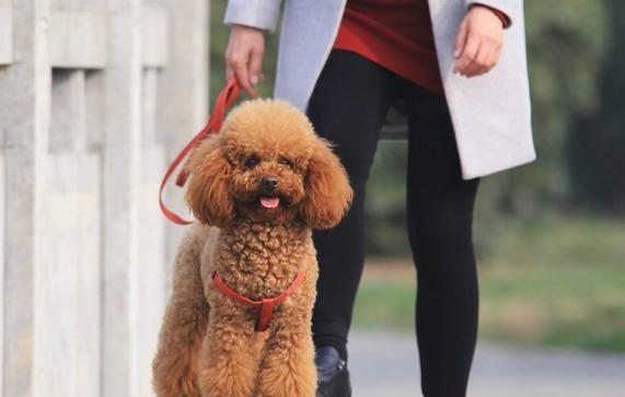 比熊犬和贵宾犬的8大区别