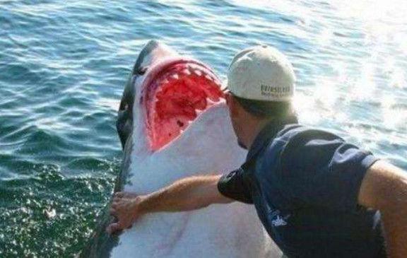 男子挽救了这条鲨鱼，鲨鱼的报恩方式让人震惊！