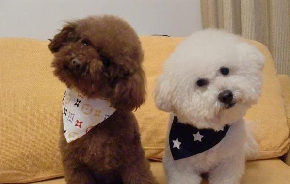 比熊犬和贵宾犬的8大区别