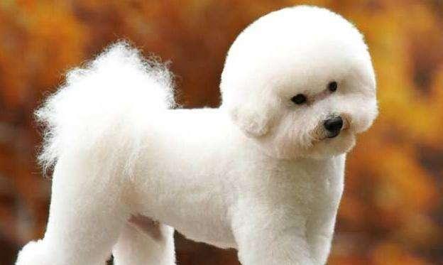 比熊犬和贵宾犬的8大区别