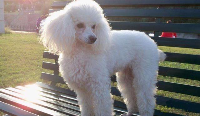 比熊犬和贵宾犬的8大区别