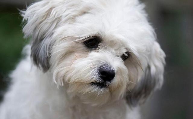 比熊犬和贵宾犬的8大区别