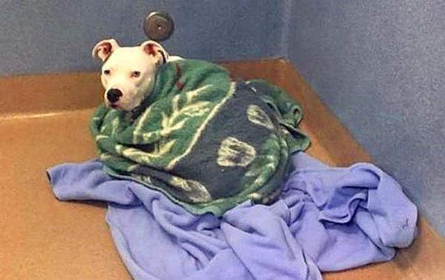 耳聋斗牛犬惨遭抛弃，被收容所收留后，毛毯成了它唯一的慰藉