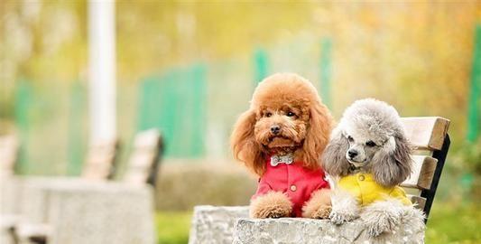 比熊犬和贵宾犬的8大区别