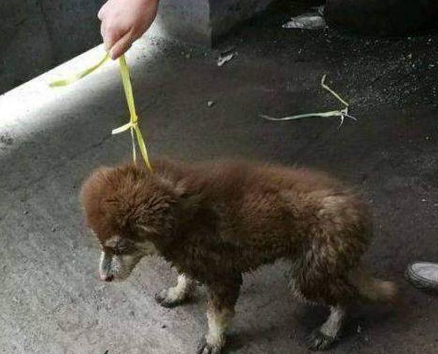 男子好心给流浪狗喂食，却被赖上走不掉，收养后发现捡到宝！