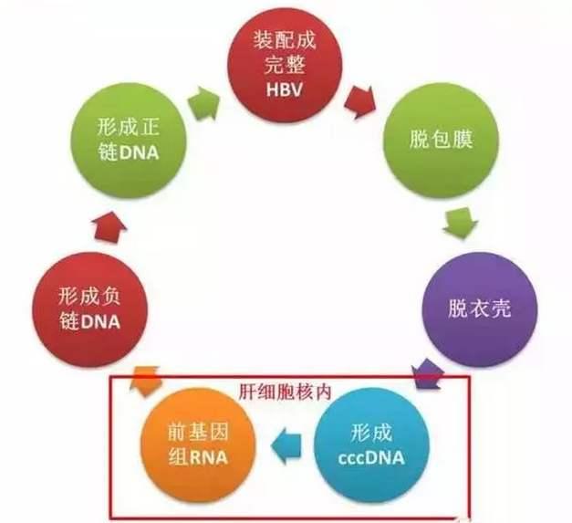 预防乙肝反弹，尽量不饮酒和监测病毒标志物，愉快轻松过小年