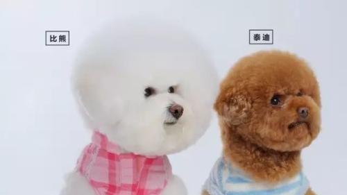 比熊犬和贵宾犬的8大区别