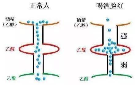 喝酒易脸红的人，要小心！这可能是老年痴呆症的信号