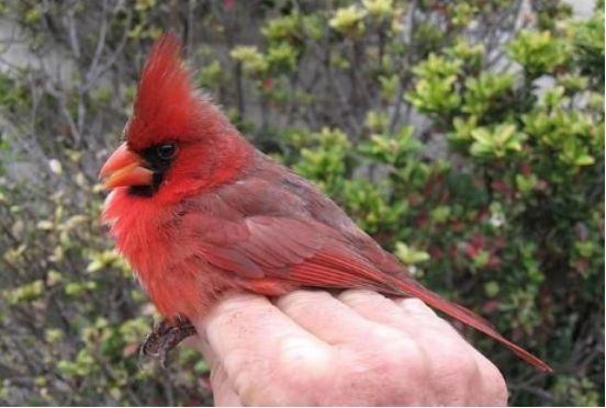 美国发现“愤怒的小鸟”，羽毛半边红半边灰，引发网友关注