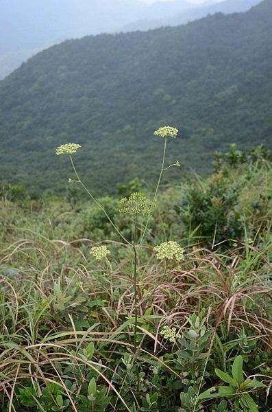 有种野草“香味”足，隔一座山都能闻到，叫“隔山香”见过的人多