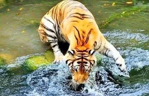 老虎河边捕食，几秒后倒地身亡，弄清原因后人们沉默无语